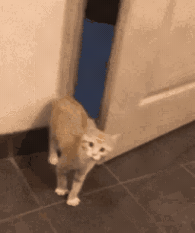 A Cat Is Walking Through A Doorway On A Tile Floor . GIF