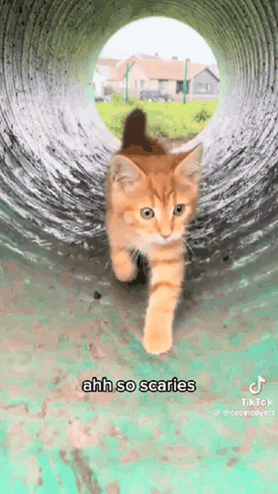 A Cat Is Walking Through A Tunnel With The Words `` Ahh So Scaries '' Written On It . GIF