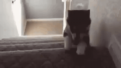 A Cat Is Walking Up A Set Of Stairs In A House . GIF