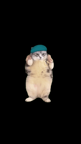 A Cat Is Wearing A Blue Hat And Giving A Thumbs Up Sign GIF