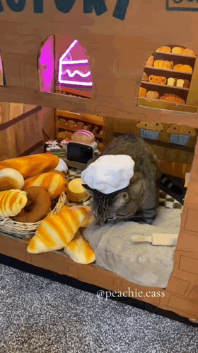 A Cat Is Wearing A Chef 'S Hat In A Cardboard Box GIF