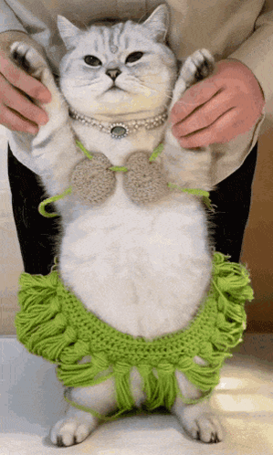 A Cat Is Wearing A Green Crocheted Skirt And A Bow Tie GIF