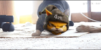 A Cat Is Wearing A Hat That Says 420 On It GIF