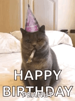 A Cat Is Wearing A Party Hat And Smoking A Cigarette . GIF