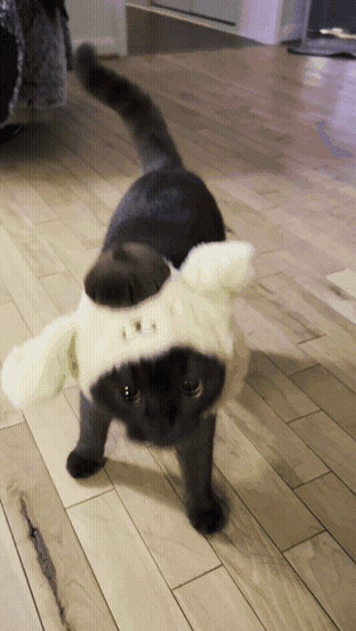 A Cat Is Wearing A Pompompurin Hat On Its Head GIF