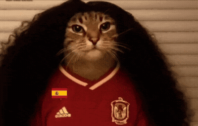 A Cat Is Wearing A Red Adidas Shirt GIF