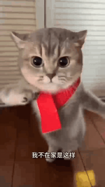 A Cat Is Wearing A Red Scarf Around Its Neck And Standing On A Wooden Floor . GIF