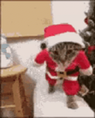 A Cat Is Wearing A Santa Claus Costume And Hat . GIF