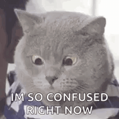 A Cat Is Wearing A Shirt And Looking At The Camera . GIF