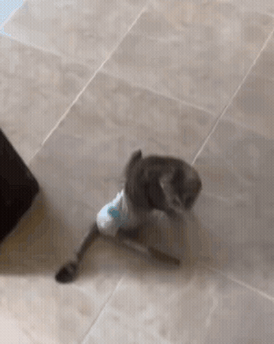 A Cat Is Wearing A Shirt And Walking On A Tiled Floor . GIF