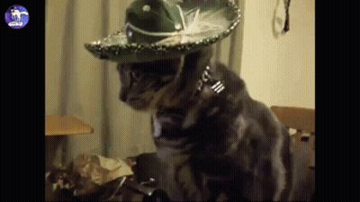A Cat Is Wearing A Sombrero And A Collar GIF
