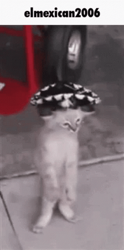 A Cat Is Wearing A Sombrero On Its Head And Standing On Its Hind Legs . GIF