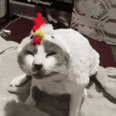 A Cat Is Wearing A White Chicken Costume With A Red And Yellow Rooster On Its Head GIF