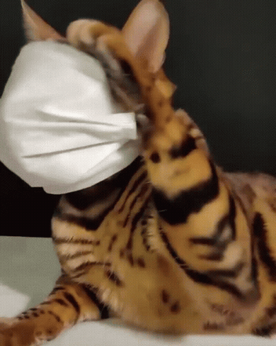 A Cat Is Wearing A White Face Mask GIF