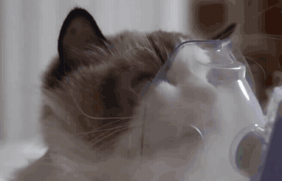 A Cat Is Wearing An Oxygen Mask On Its Face . GIF