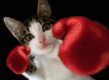 A Cat Is Wearing Red Boxing Gloves And Looking At The Camera . GIF