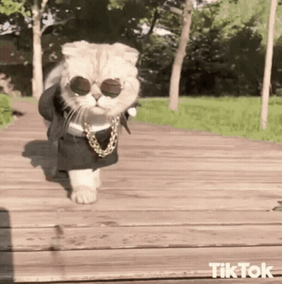 A Cat Is Wearing Sunglasses And A Chain While Walking On A Wooden Deck . GIF