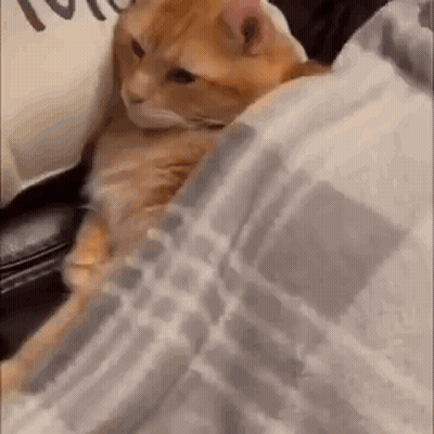 A Cat Is Wrapped In A Blanket On A Bed . GIF
