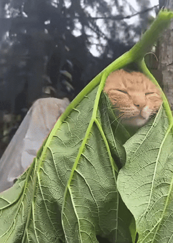 A Cat Is Wrapped In A Green Leaf GIF