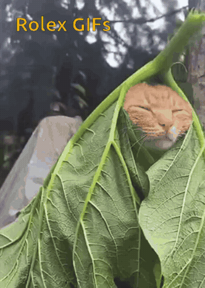 A Cat Is Wrapped In A Green Leaf With The Words Rolex Gifs Written Below It GIF