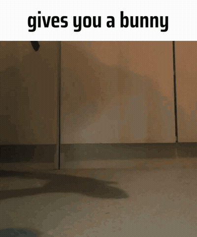 a cat jumping in the air with the words gives you a bunny below it