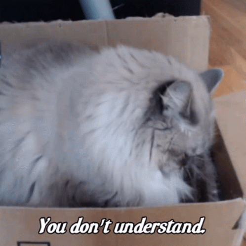 A Cat Laying In A Cardboard Box With The Words You Don 'T Understand Below It GIF