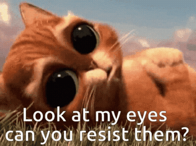 A Cat Laying In The Grass With The Words Look At My Eyes Can You Resist Them Written Below It GIF