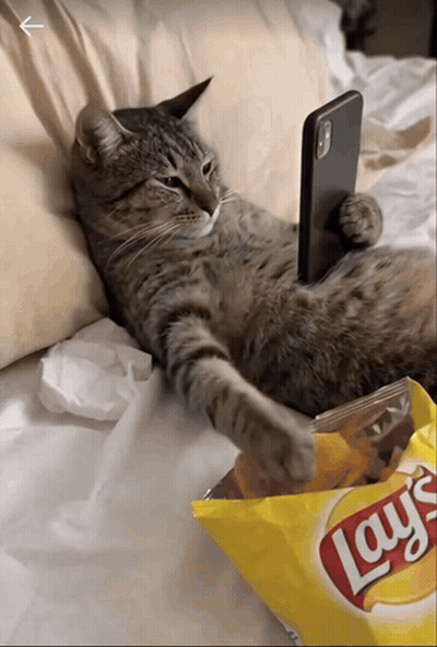 A Cat Laying On A Bed Next To A Bag Of Lay 'S Chips GIF