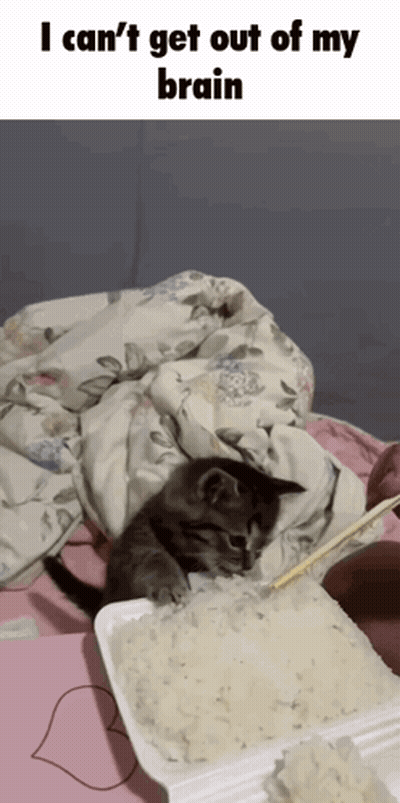 A Cat Laying On A Bed Next To A Box Of Rice GIF