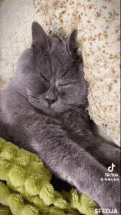 A Cat Laying On A Bed With A Green Blanket GIF