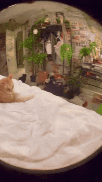 A Cat Laying On A Bed With A White Blanket GIF