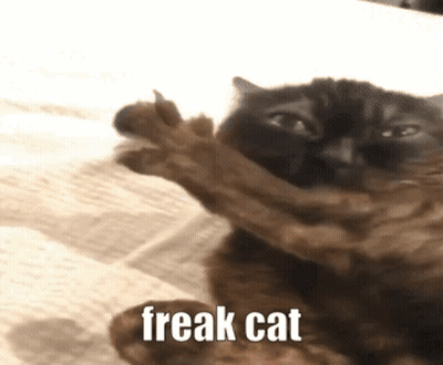 A Cat Laying On A Bed With The Words Freak Cat Written On The Bottom GIF