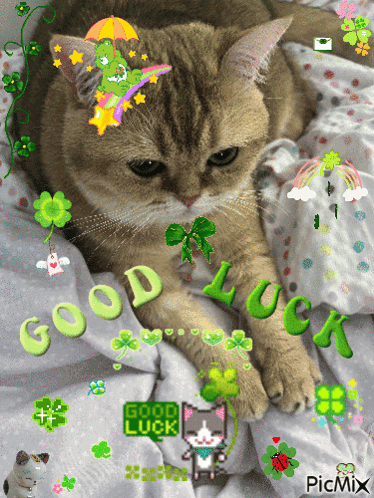 A Cat Laying On A Bed With The Words Good Luck Written On The Bottom GIF