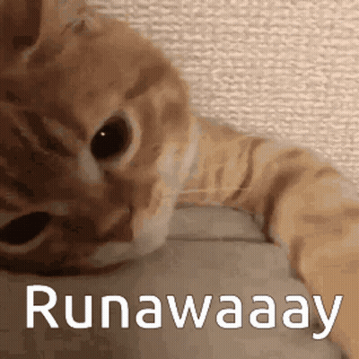 A Cat Laying On A Bed With The Words Runaway Written On It GIF