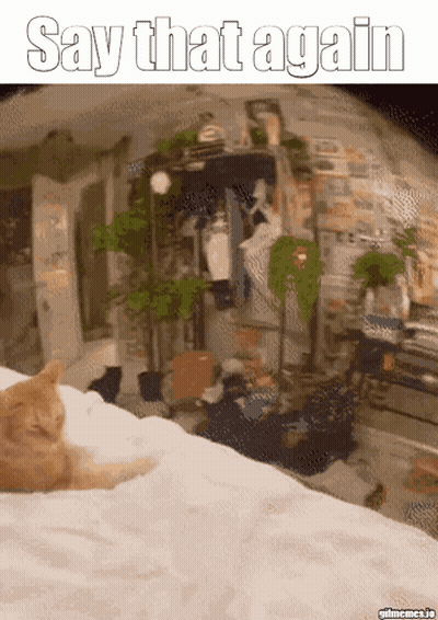A Cat Laying On A Bed With The Words Say That Again On The Bottom GIF
