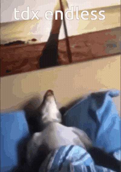 A Cat Laying On A Bed With The Words Tdx Endless Written Above It GIF