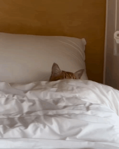 A Cat Laying On A Bed With White Sheets And A Pillow GIF