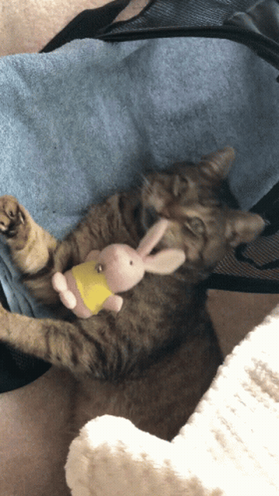 A Cat Laying On A Blue Blanket With A Stuffed Bunny GIF