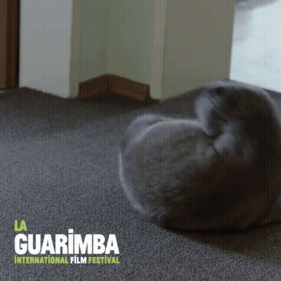 A Cat Laying On A Carpet With The Words La Guarimba International Film Festival Below It GIF