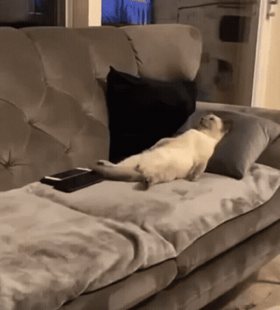A Cat Laying On A Couch With A Remote Control GIF