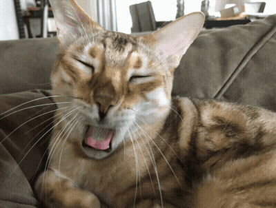 A Cat Laying On A Couch With Its Eyes Closed And Its Tongue Out GIF