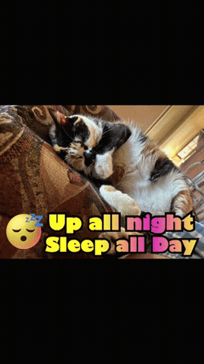 A Cat Laying On A Couch With The Words Up All Night Sleep All Day Above It GIF