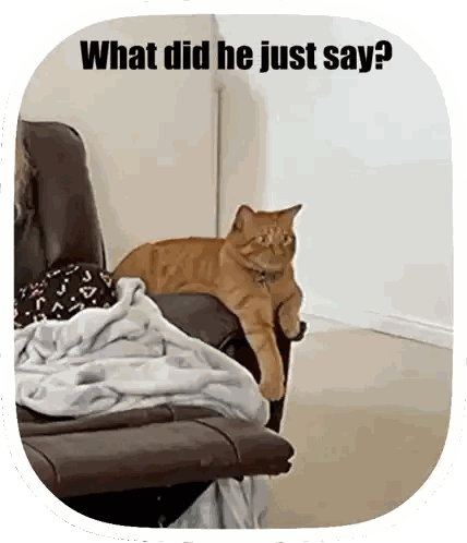 A Cat Laying On A Couch With The Words " What Did He Just Say " Above It Sticker
