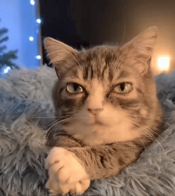 A Cat Laying On A Fluffy Blanket With Its Paws Crossed GIF