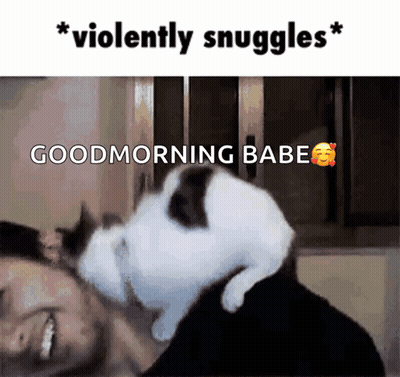 A Cat Laying On A Man 'S Shoulder With The Words " Violently Snuggles " Above It GIF