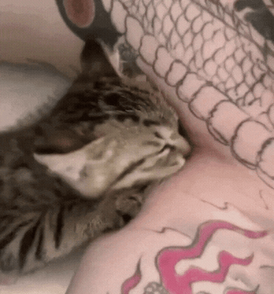 A Cat Laying On A Person 'S Arm With A Tattoo Of A Dragon GIF