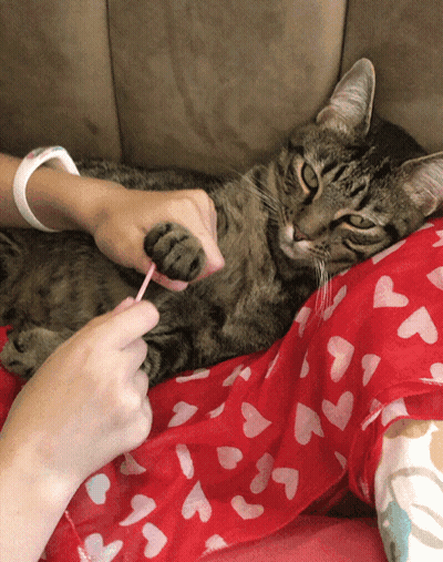 A Cat Laying On A Person 'S Lap With A Pink Toothbrush In Its Paw GIF