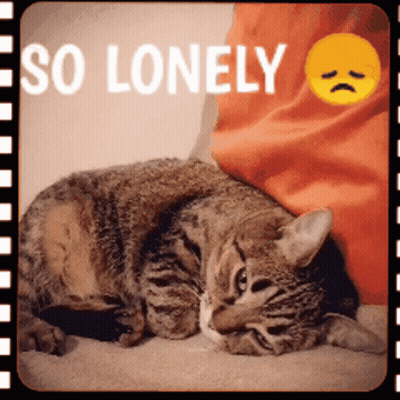 A Cat Laying On A Person 'S Lap With The Words So Lonely Below It GIF