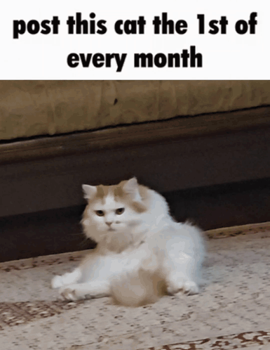 A Cat Laying On A Rug With The Words Post This Cat The 1St Of Every Month GIF
