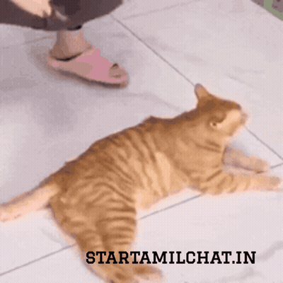 A Cat Laying On A Tiled Floor With The Words Starttamilchat.in Above It GIF